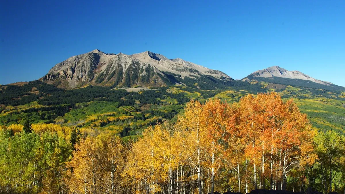 Lockett Orthodontics