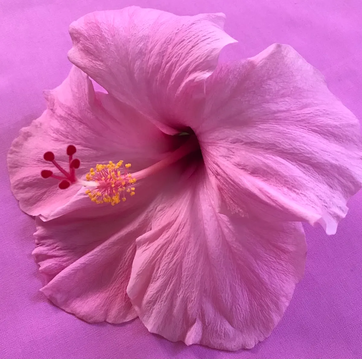 Pure Health Dentistry - Photo 2